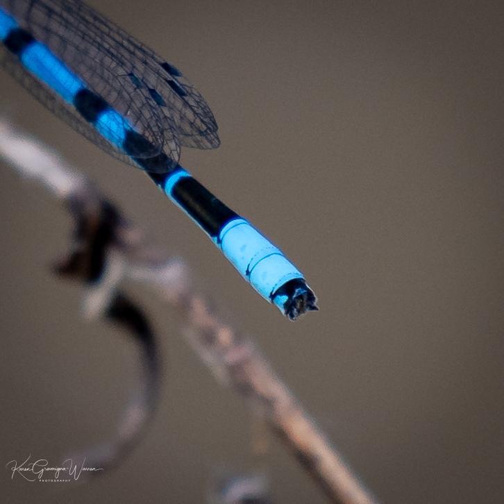 Photo of Northern Bluet