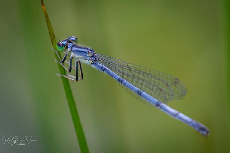Photo of Eastern Forktail