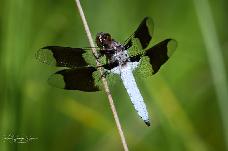 Photo of Common Whitetail