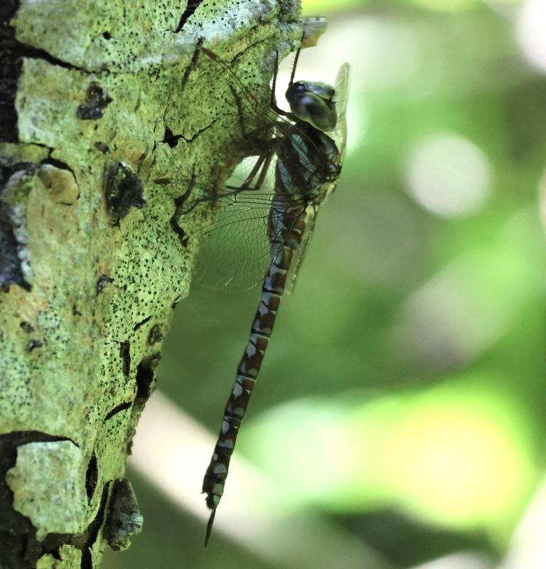 Photo of Green-striped Darner