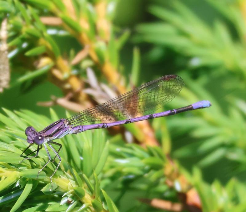 Photo of Variable Dancer (Violet Dancer ssp.)