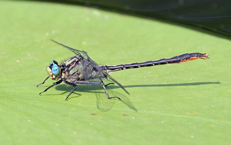 Photo of Lilypad Clubtail