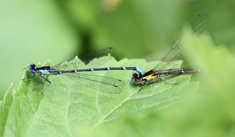 Photo of Aurora Damsel