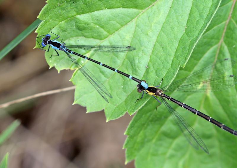 Photo of Aurora Damsel