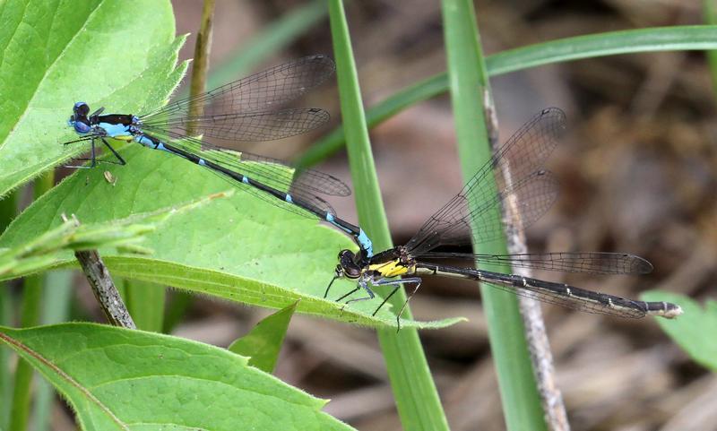 Photo of Aurora Damsel