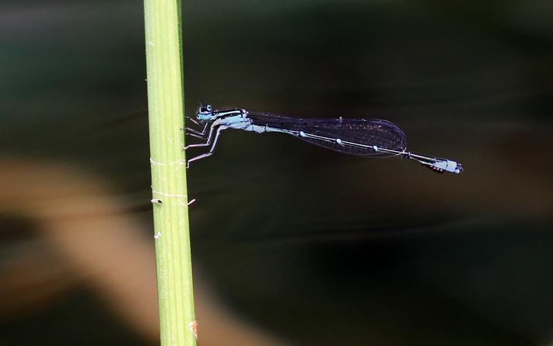 Photo of Stream Bluet