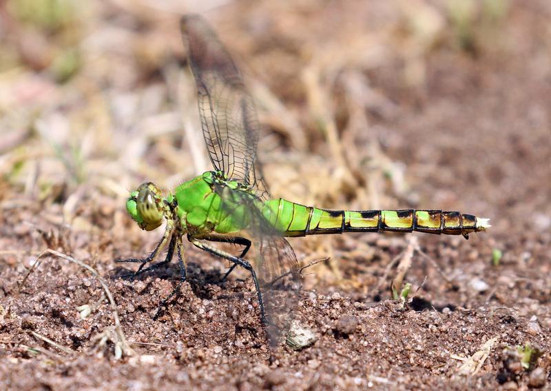 Photo of Eastern Pondhawk
