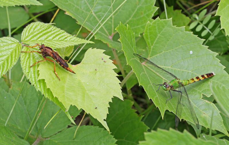 Photo of Eastern Pondhawk