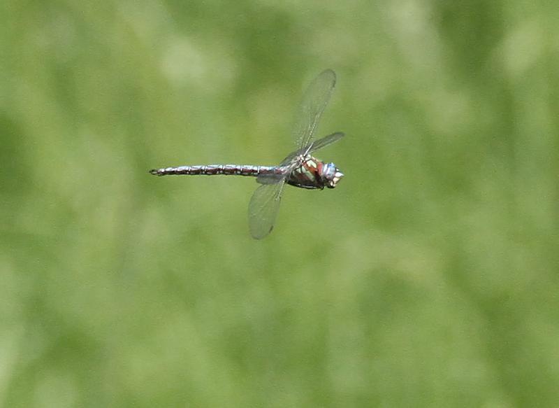 Photo of Cyrano Darner