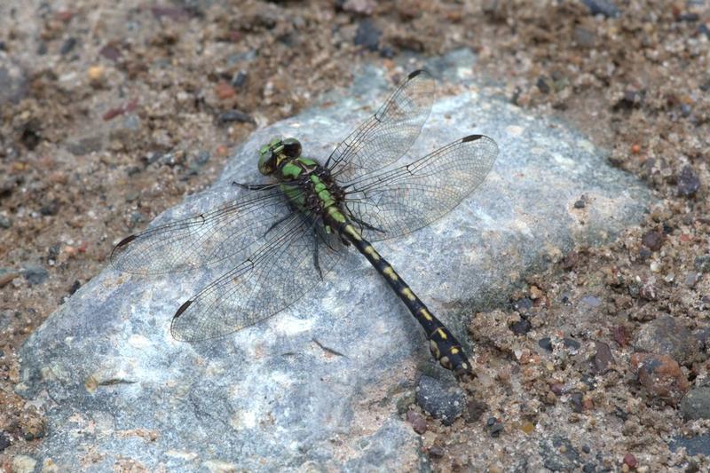 Photo of Riffle Snaketail
