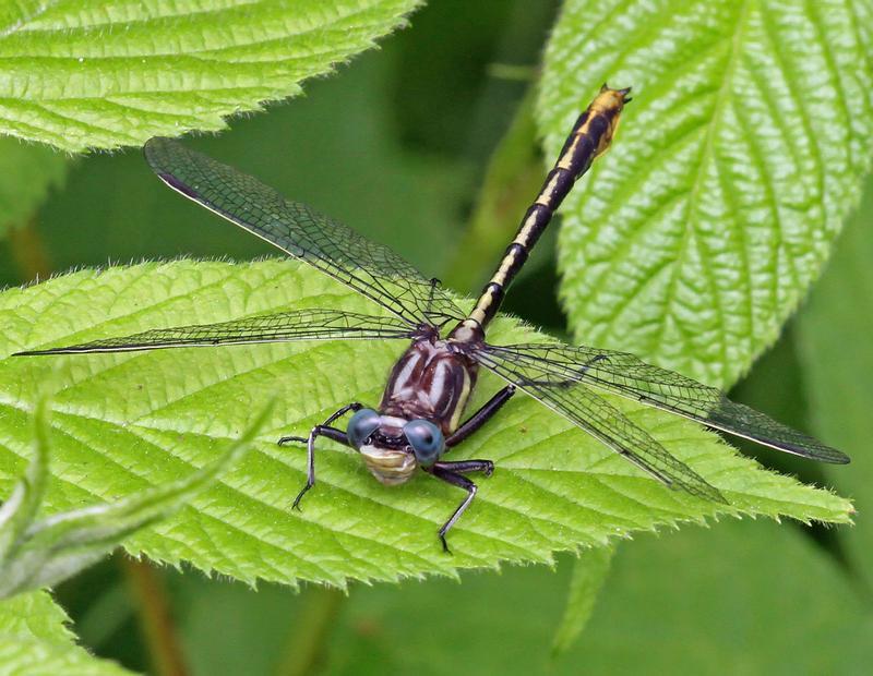 Photo of Lancet Clubtail