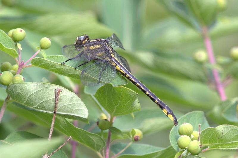 Photo of Rapids Clubtail