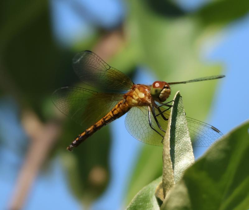Photo of Band-winged Meadowhawk