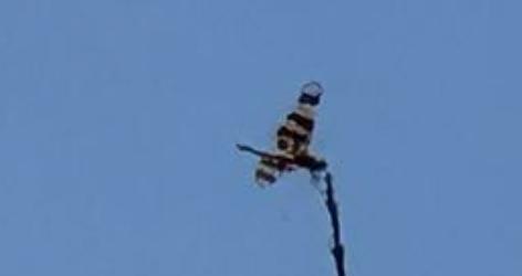 Photo of Halloween Pennant