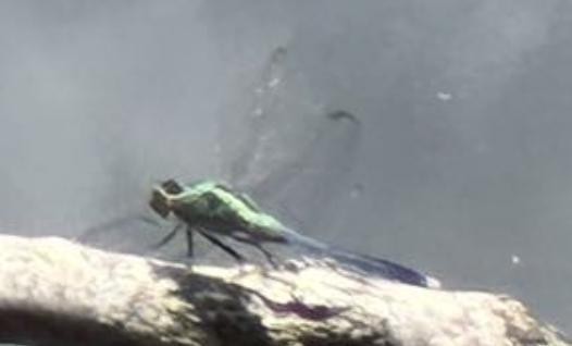 Photo of Eastern Pondhawk