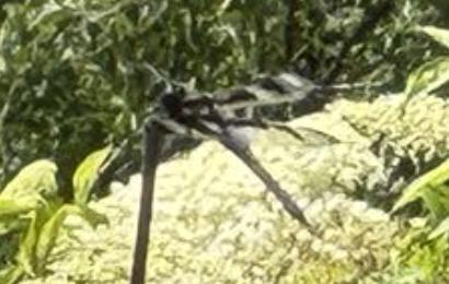 Photo of Twelve-spotted Skimmer