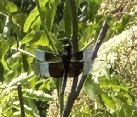 Photo of Widow Skimmer