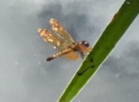Photo of Eastern Amberwing