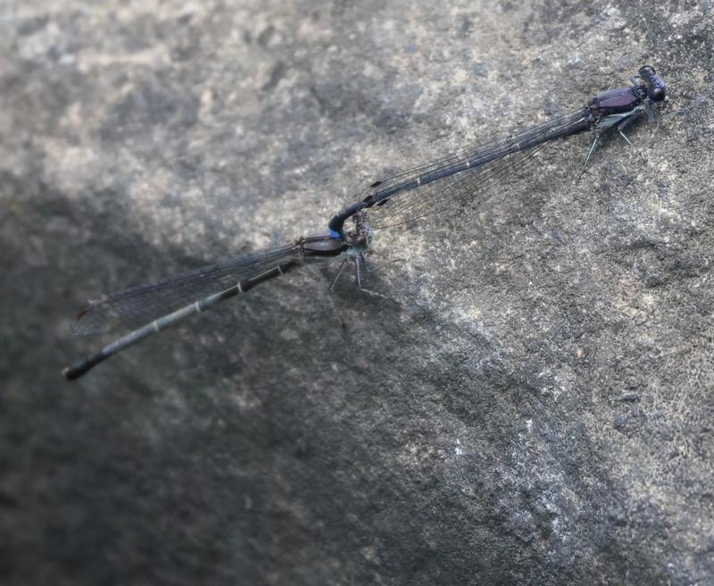 Photo of Blue-tipped Dancer
