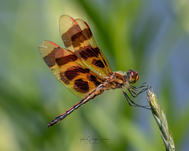 Photo of Halloween Pennant