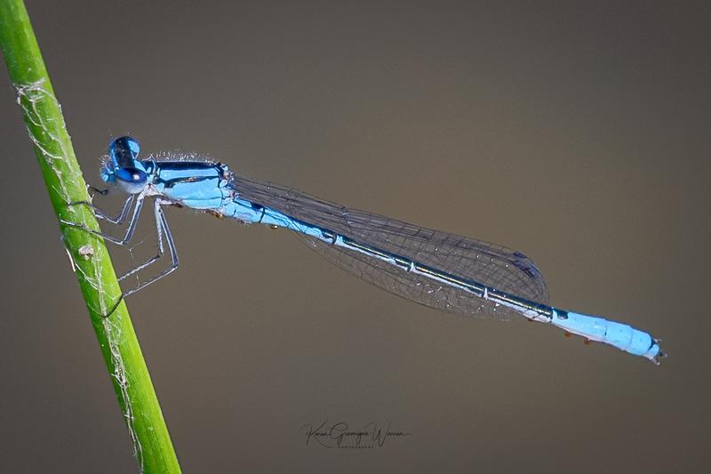 Photo of Azure Bluet
