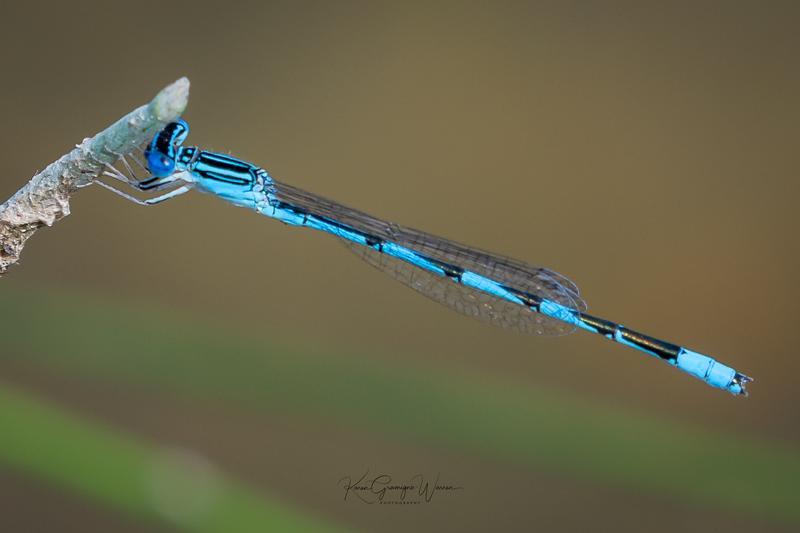 Photo of Double-striped Bluet