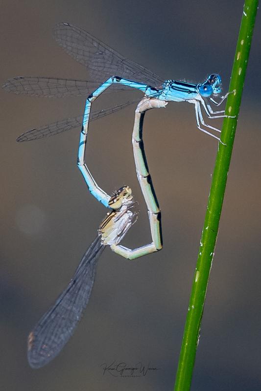 Photo of Double-striped Bluet