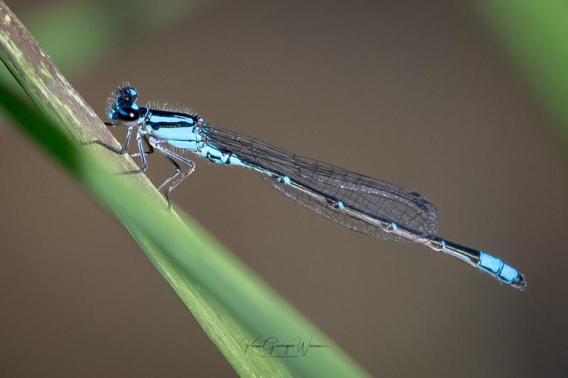 Photo of Skimming Bluet