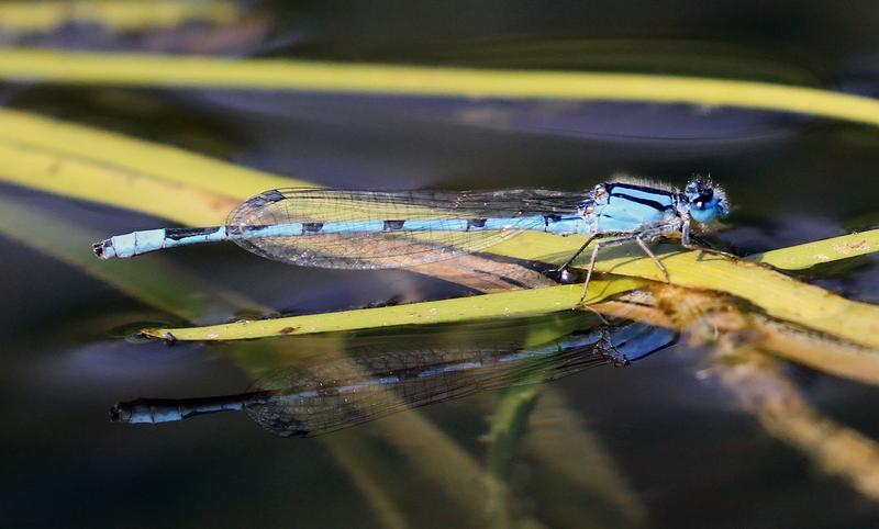 Photo of Familiar Bluet