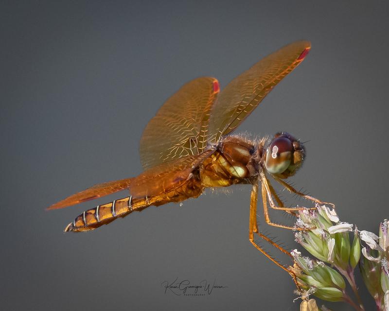 Photo of Eastern Amberwing