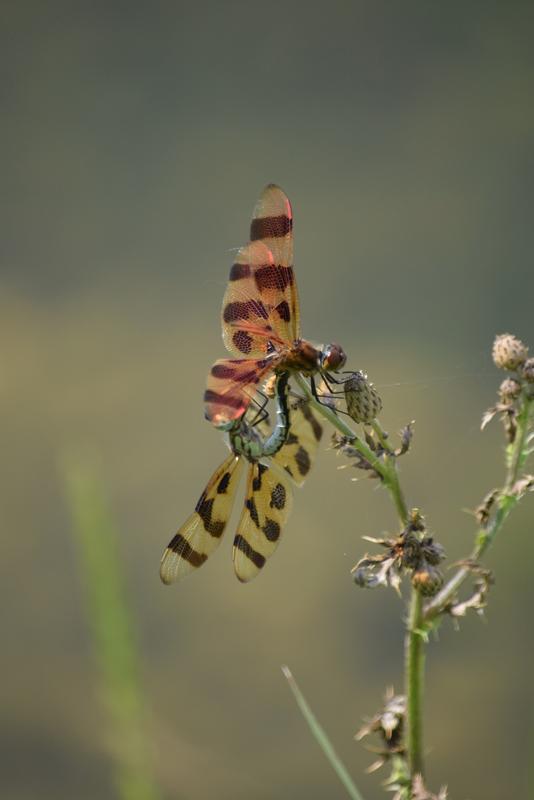 Photo of Halloween Pennant