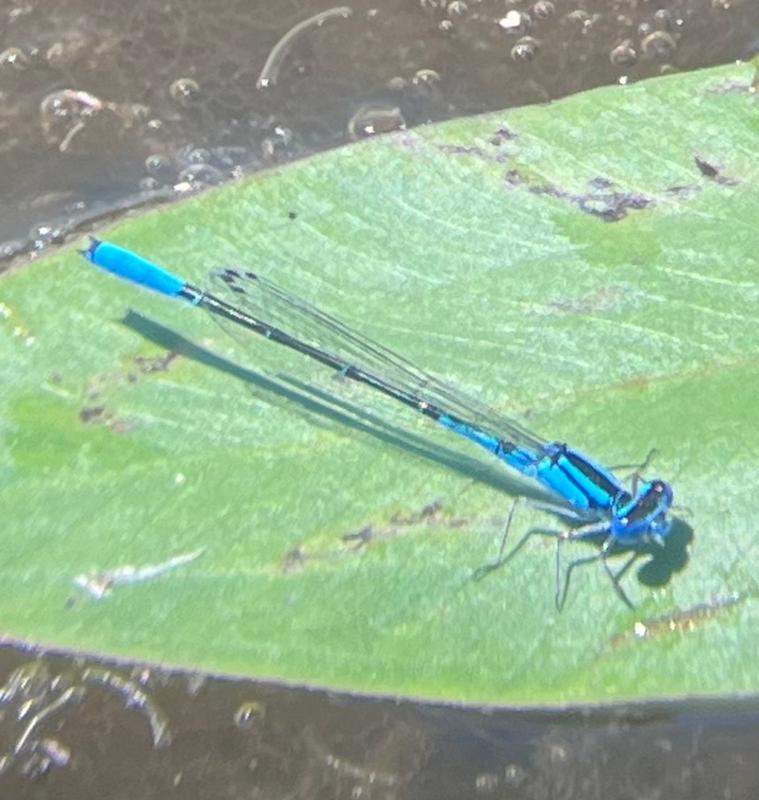 Photo of Azure Bluet