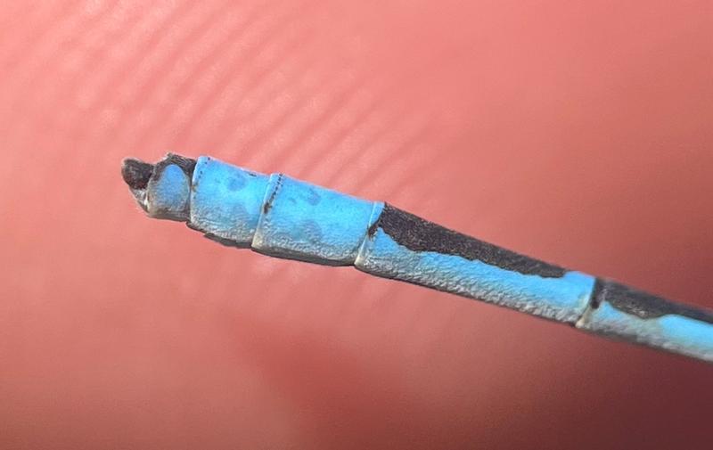 Photo of Familiar Bluet