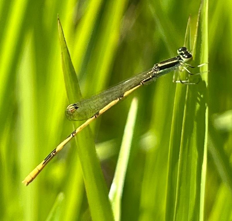 Photo of Citrine Forktail