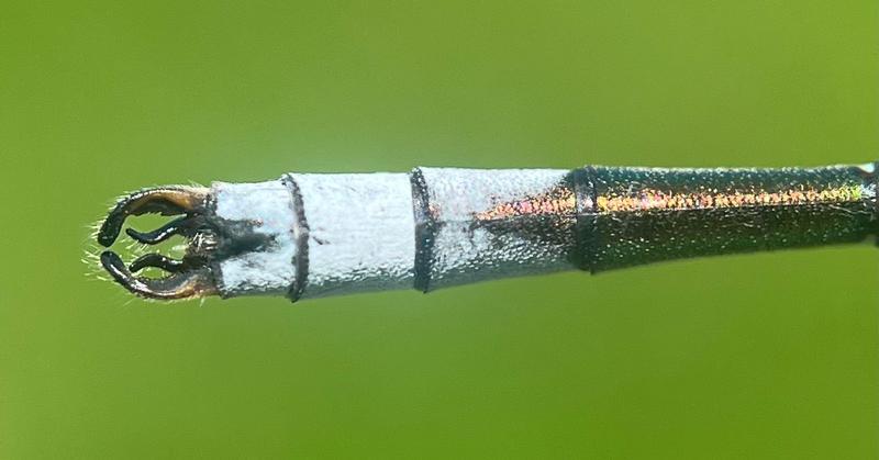 Photo of Lyre-tipped Spreadwing