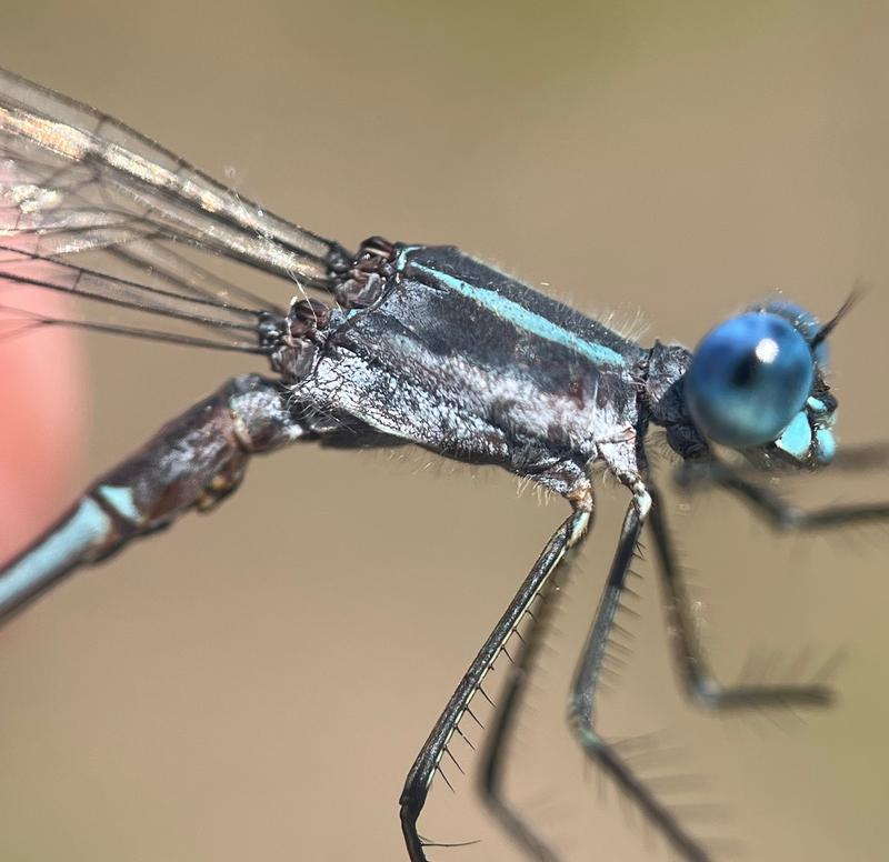 Photo of Southern Spreadwing