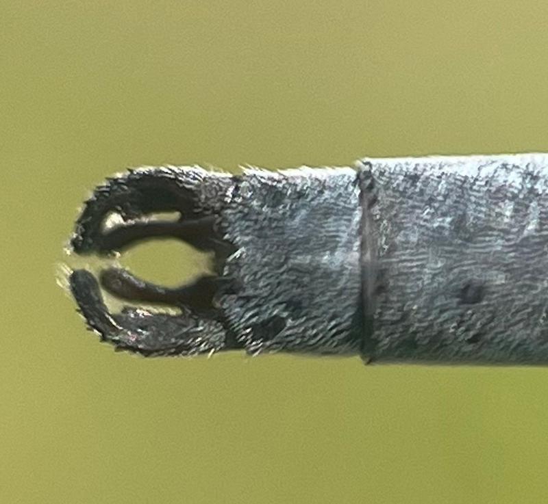 Photo of Southern Spreadwing