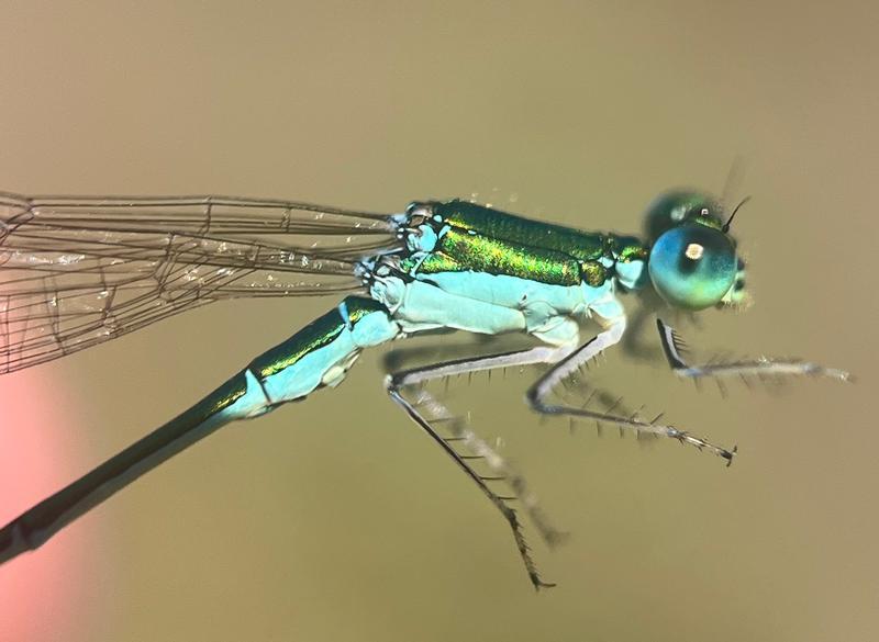 Photo of Sedge Sprite