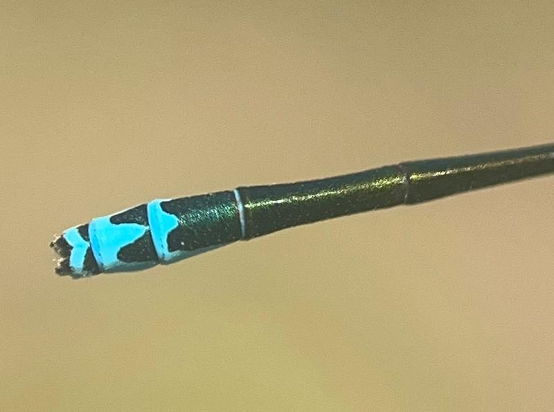 Photo of Sedge Sprite