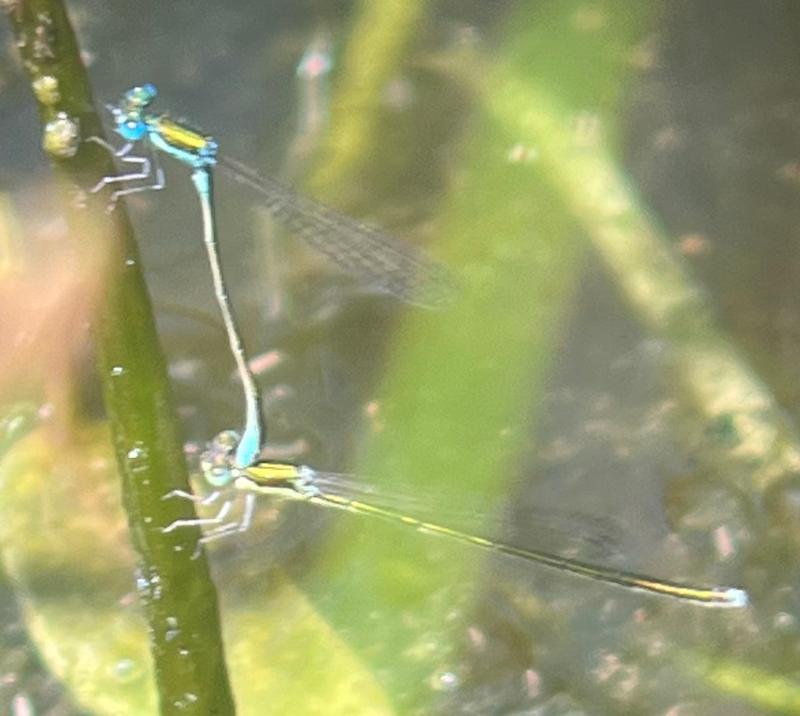 Photo of Sedge Sprite