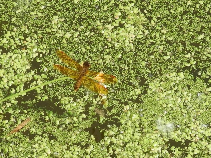 Photo of Eastern Amberwing