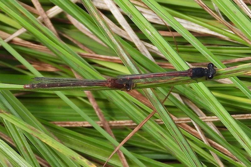 Photo of Western Red Damsel