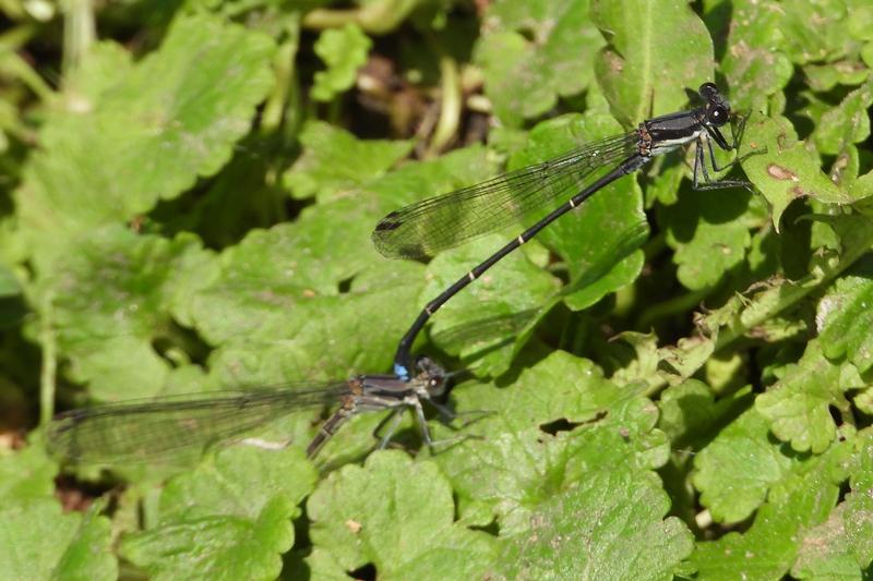 Photo of Blue-tipped Dancer