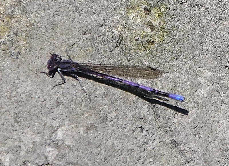 Photo of Variable Dancer (Violet Dancer ssp.)