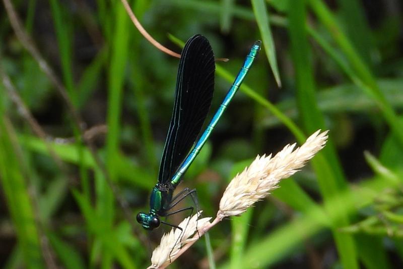 Photo of Ebony Jewelwing
