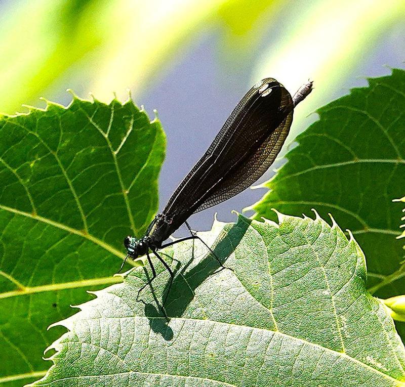 Photo of Ebony Jewelwing
