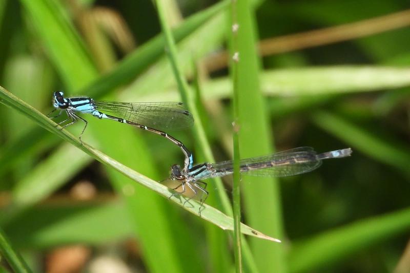 Photo of Skimming Bluet