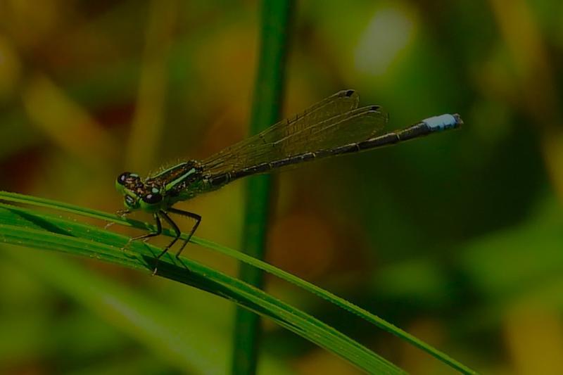 Photo of Eastern Forktail