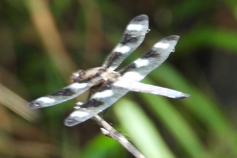Photo of Twelve-spotted Skimmer