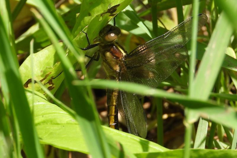 Photo of Widow Skimmer